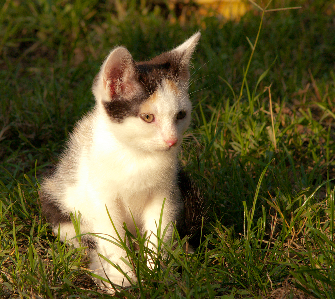 Cica ül a fűben